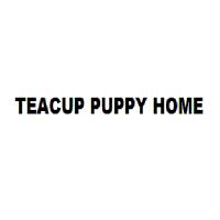 Teacup Puppy Home image 1